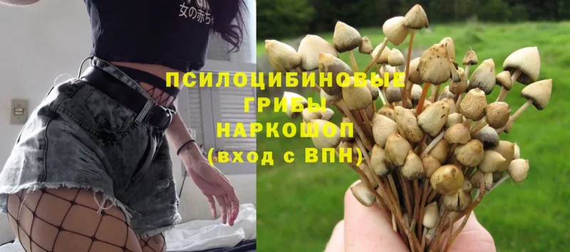 Псилоцибиновые грибы Magic Shrooms  Куйбышев 